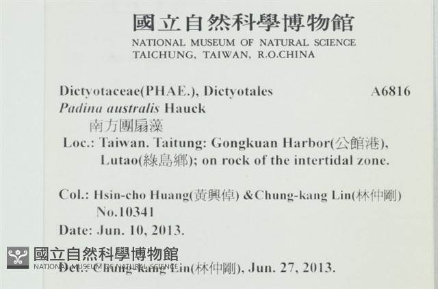 南方團扇藻藏品圖，第2張