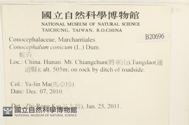 蛇苔藏品圖，第2張