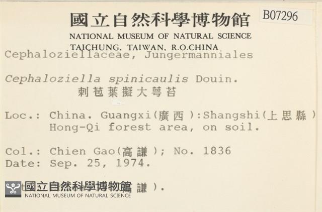 刺苞葉擬大萼苔藏品圖，第2張