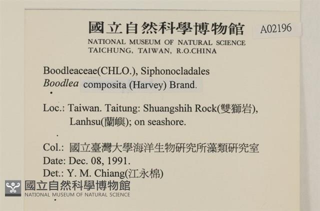 布氏藻藏品圖，第2張