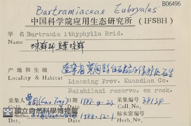 直葉珠蘚藏品圖，第2張