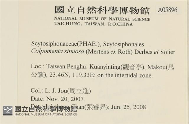 袋苔, 囊藻藏品圖，第2張