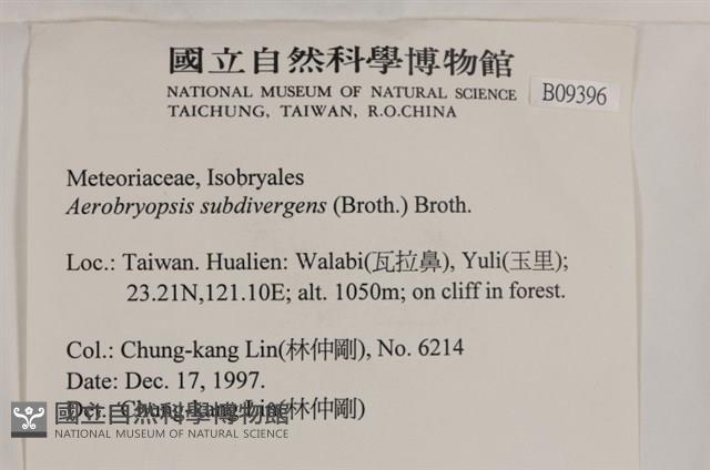 大灰氣蘚藏品圖，第2張