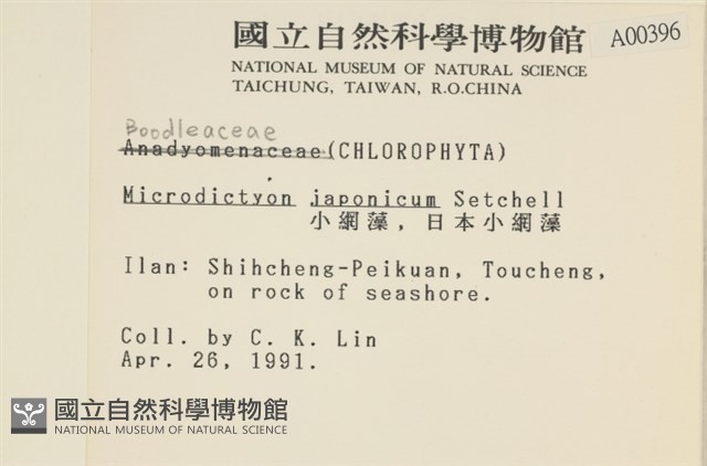 小網藻, 日本小網藻藏品圖，第2張