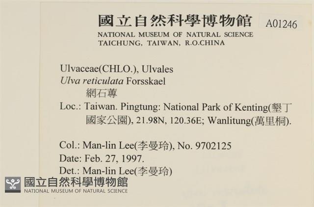 網石蓴藏品圖，第2張