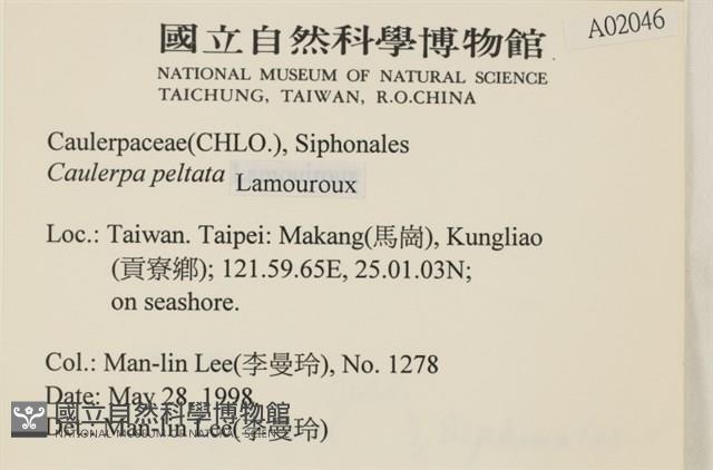 盾葉蕨藻藏品圖，第2張