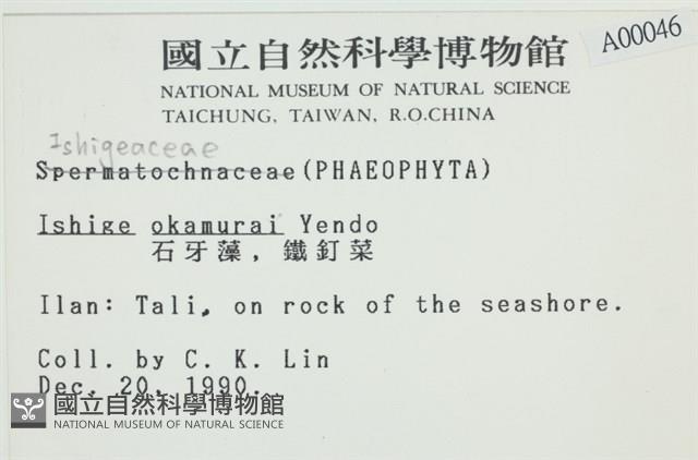 石牙藻, 石牙菜, 鐵釘菜藏品圖，第2張
