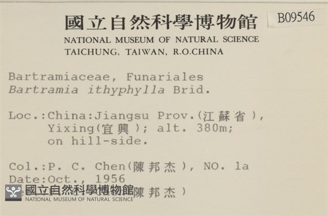 直葉珠蘚藏品圖，第2張