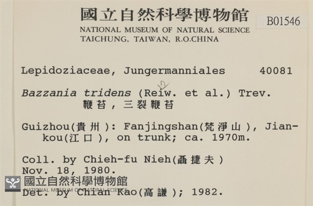 鞭苔,三裂鞭苔藏品圖，第2張
