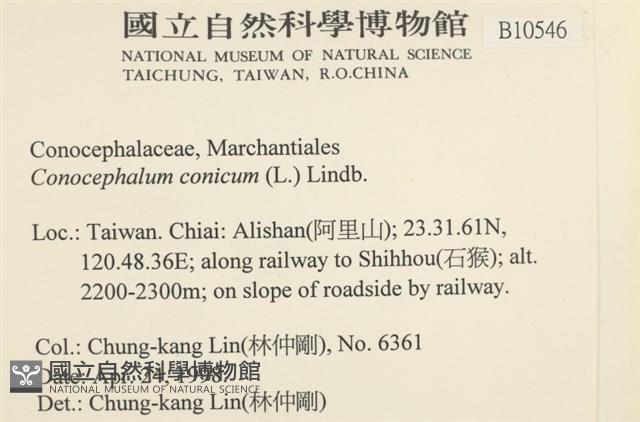 蛇苔藏品圖，第2張