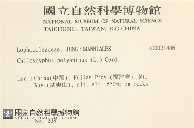 多胞裂萼苔藏品圖，第2張