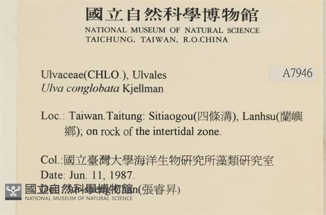 茶花石蓴, 牡丹菜藏品圖，第2張