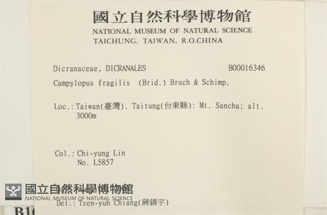 脆枝曲柄蘚藏品圖，第2張