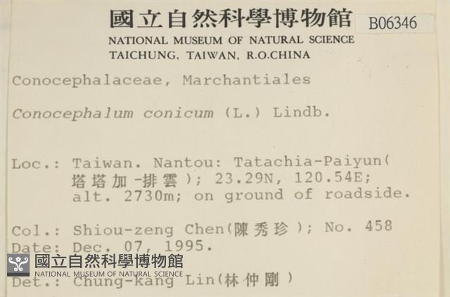 蛇苔藏品圖，第2張