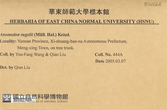 皺葉牛舌蘚藏品圖，第2張