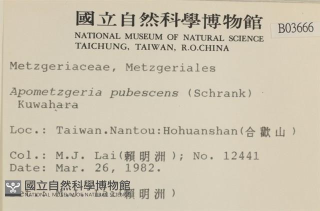 毛擬叉苔藏品圖，第2張