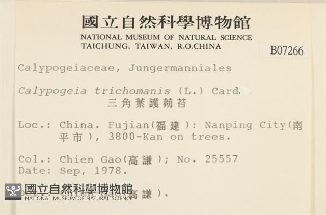 三角葉護蒴苔藏品圖，第2張