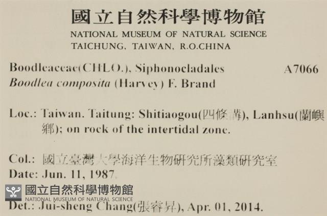 布氏藻藏品圖，第2張