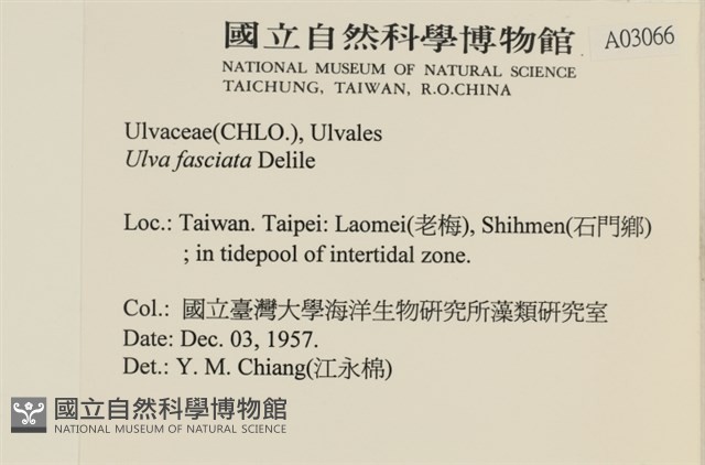 長片石蓴, 裂片石蓴藏品圖，第2張
