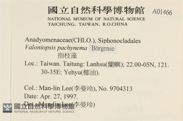 指枝藻藏品圖，第2張