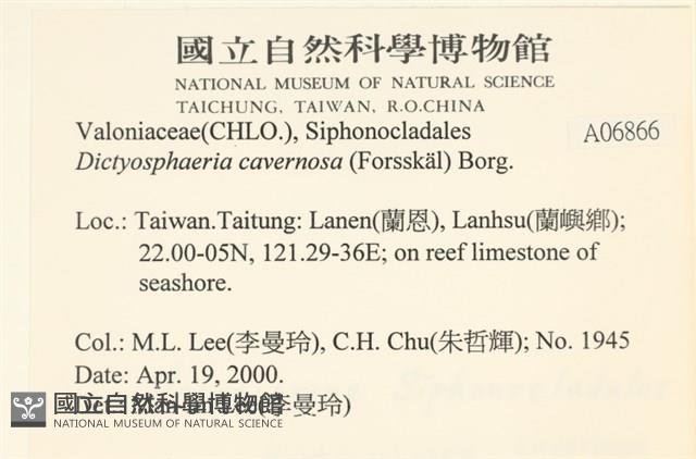 網球藻藏品圖，第2張