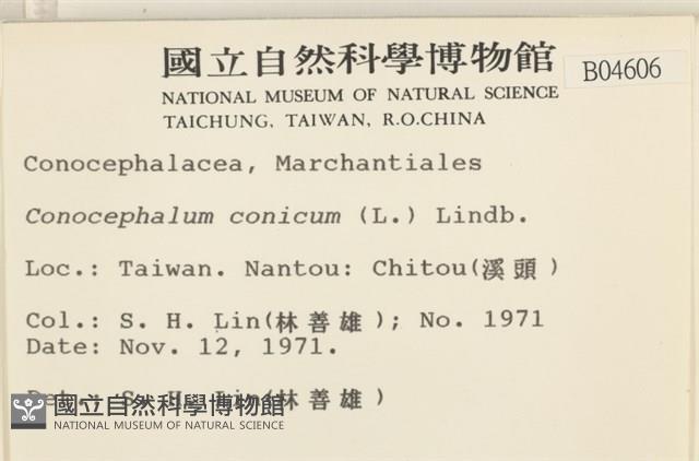 蛇苔藏品圖，第2張