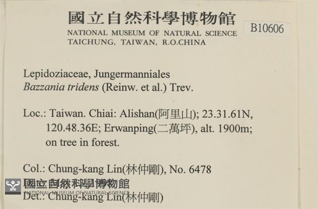 鞭苔,三裂鞭苔藏品圖，第2張