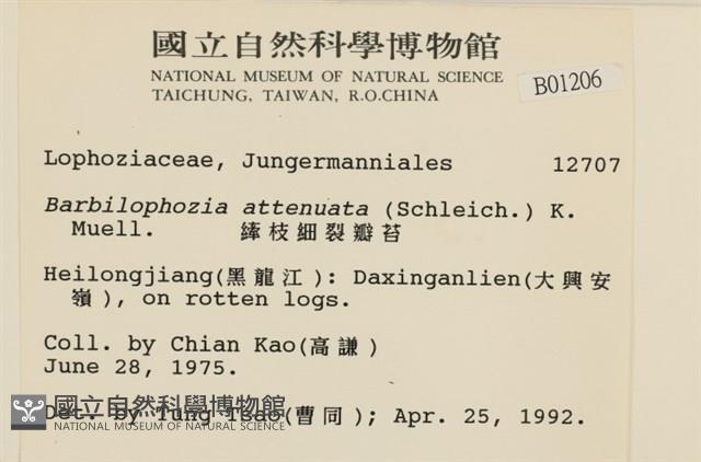 長枝細裂瓣苔藏品圖，第2張