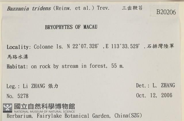 鞭苔,三裂鞭苔藏品圖，第2張