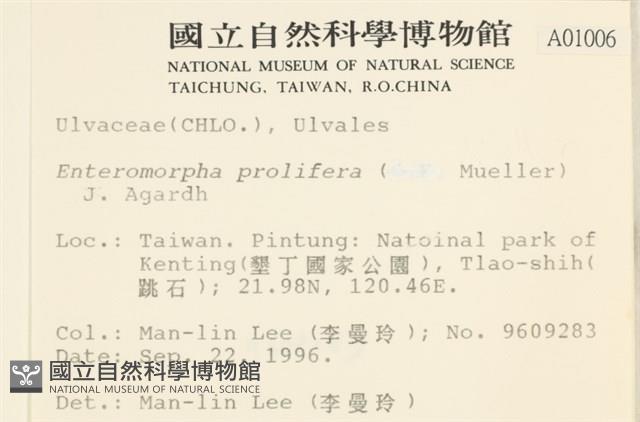 筋條石髮藏品圖，第2張