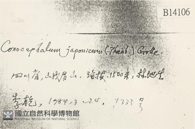 日本蛇苔藏品圖，第2張