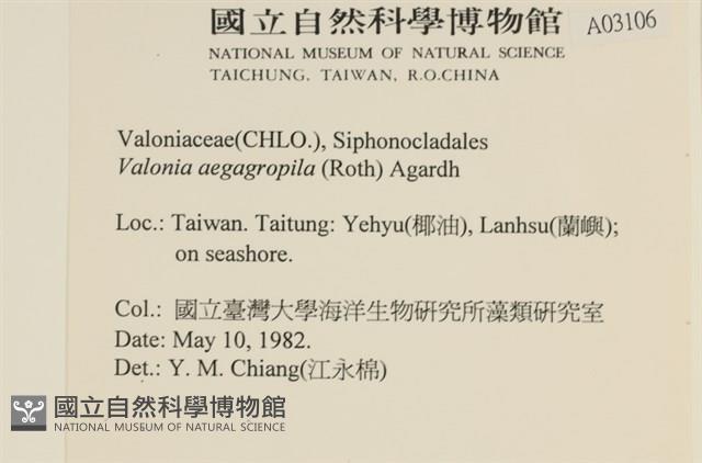 法囊藻藏品圖，第2張