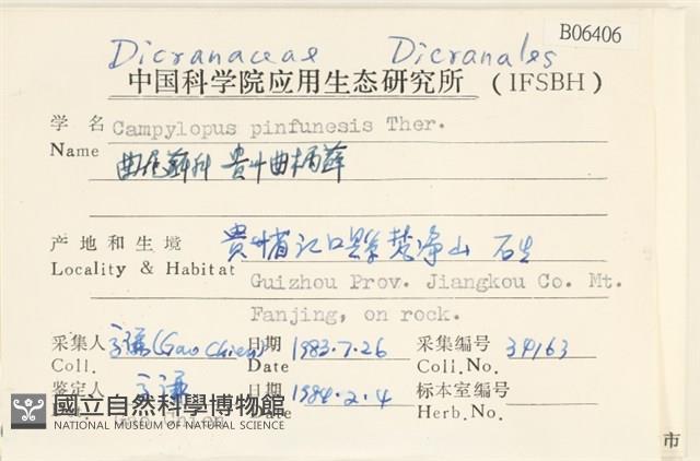 貴州曲柄蘚藏品圖，第2張