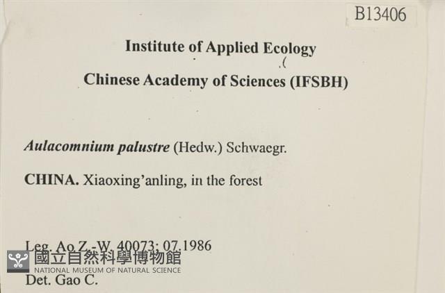 沼澤皺蒴蘚藏品圖，第2張