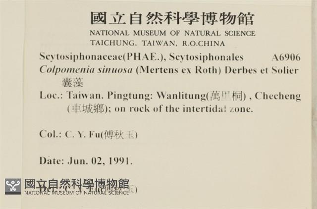 袋苔, 囊藻藏品圖，第2張
