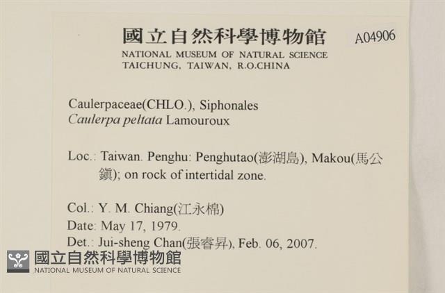 盾葉蕨藻藏品圖，第2張