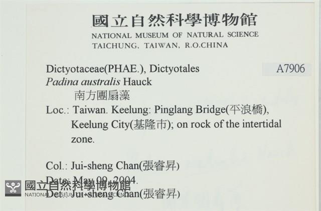 南方團扇藻藏品圖，第2張