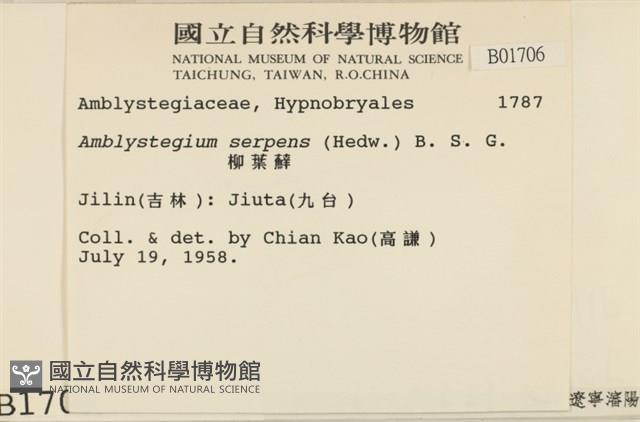 柳葉蘚藏品圖，第2張