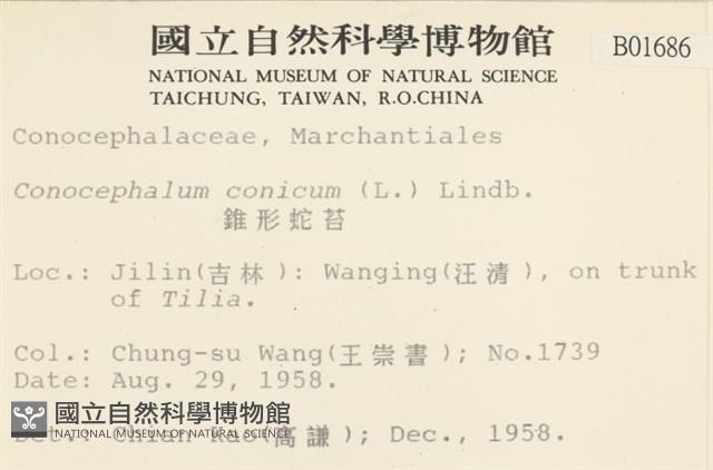 蛇苔藏品圖，第2張