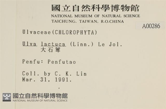 大石蓴, 石蓴藏品圖，第2張