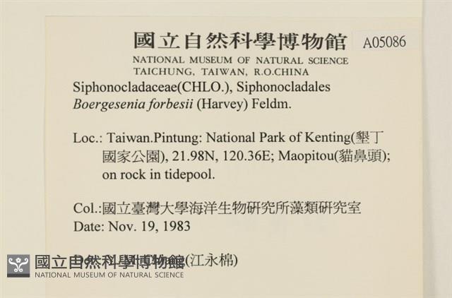 曲玉藻, 香蕉菜, 玉茄藻藏品圖，第2張