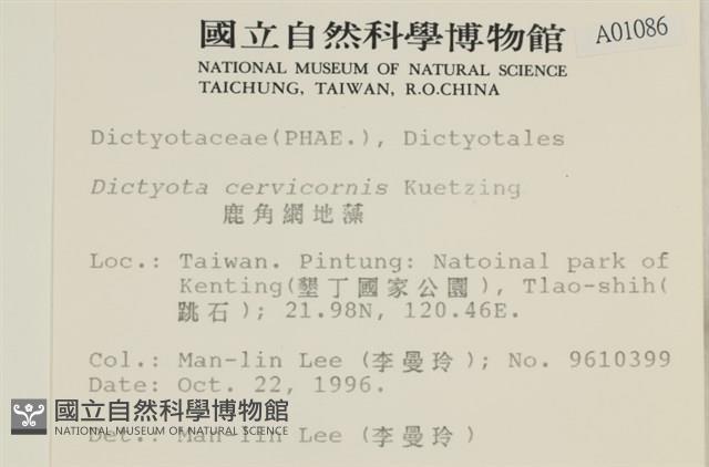 鹿角網地藻藏品圖，第2張