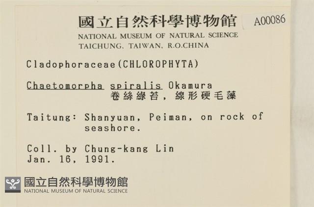 線形硬毛藻, 卷絲綠苔藏品圖，第2張