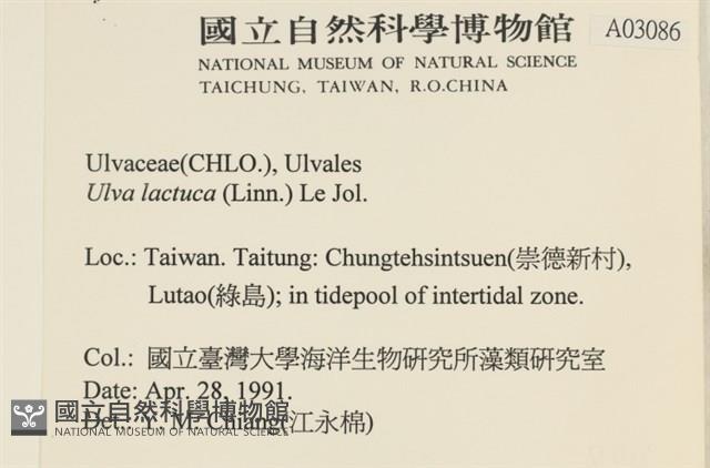 大石蓴, 石蓴藏品圖，第2張