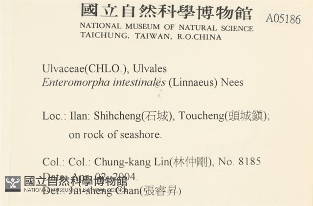 腸滸苔, 河石髮藏品圖，第2張