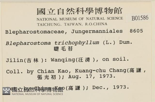 睫毛苔藏品圖，第2張