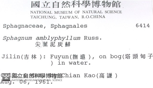 鈍葉泥炭蘚藏品圖，第2張