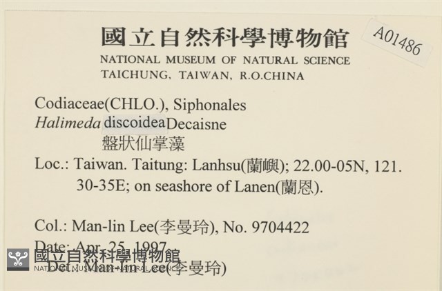 盤狀仙掌藻藏品圖，第2張