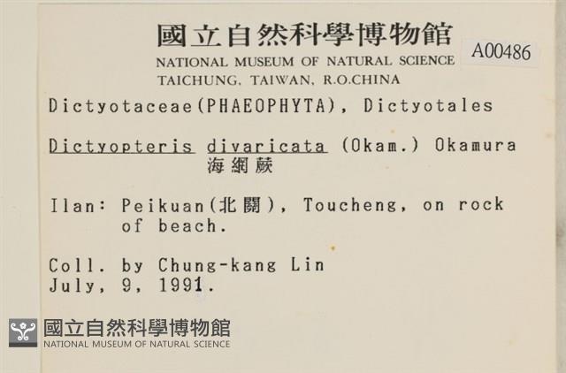 海網蕨藏品圖，第2張