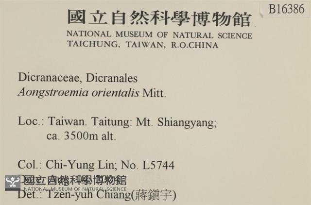 東亞昂氏蘚,東方昂氏蘚藏品圖，第2張